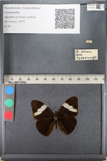 Media type: image;   Entomology 140987
